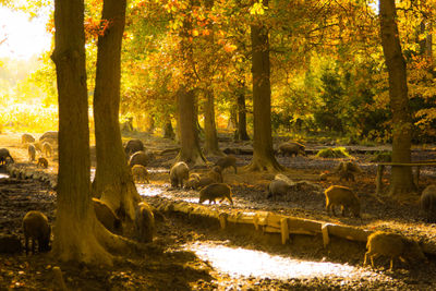 Trees in forest during autumn