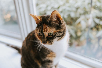 Close-up portrait of a cat