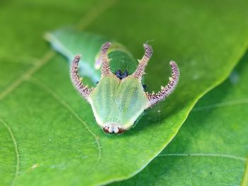 Close-up of butterfly on leaf