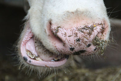 Close-up of cow snout