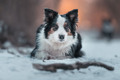 Close-up portrait of dog