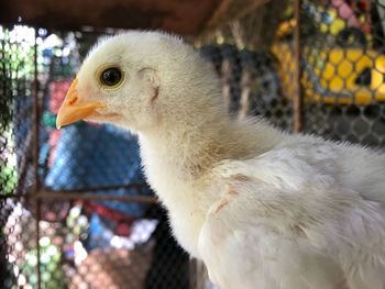 Close-up of a bird