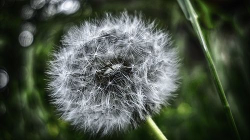 Close-up of dandelion