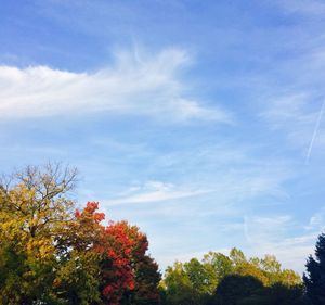 Low angle view of trees against cloudy sky