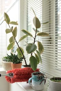 Close-up of potted plant by window at home