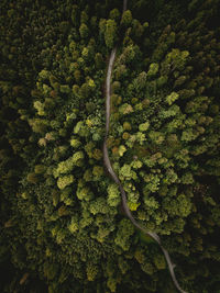 Aerial view of trees on mountain