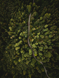 High angle view of trees in forest