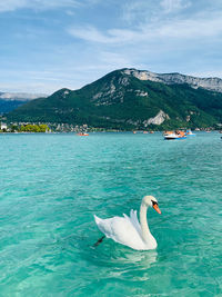 Swan swimming in lake against mountains