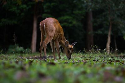 Horse standing in a field