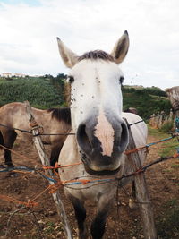 Portrait of horse on field against sky