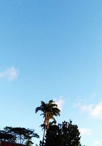 Low angle view of palm trees against blue sky
