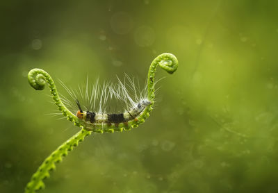 Close-up of insect on leaf