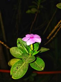 Close-up of pink flowering plant