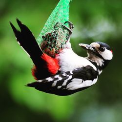 Close-up of bird perching on branch