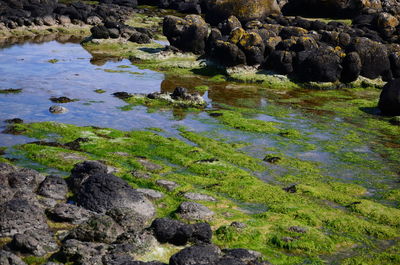 High angle view of rocks in water