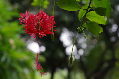 Close-up of red flower