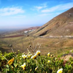 Close-up of flowering plants on field against sky