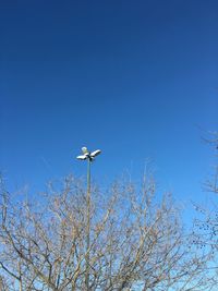 Low angle view of bare trees and floodlight against clear blue sky