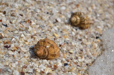 Close-up of snail