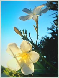 Low angle view of white flower against clear blue sky