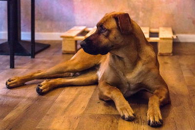 Close-up of dog sitting at home