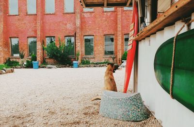 Potted plants outside building