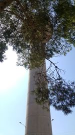 Low angle view of tree against sky