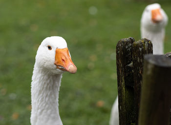 Close-up of goose on field