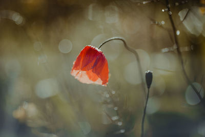 Close-up of red poppy flower