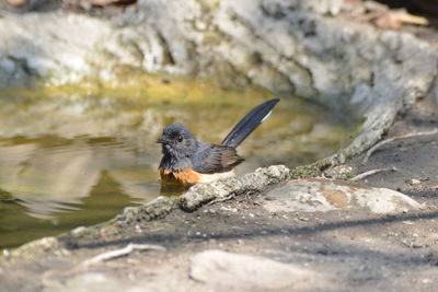 High angle view of bird on rock