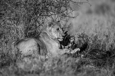 Mono male lion lies with bloody carcase