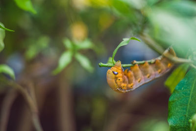 Close-up of insect on plant