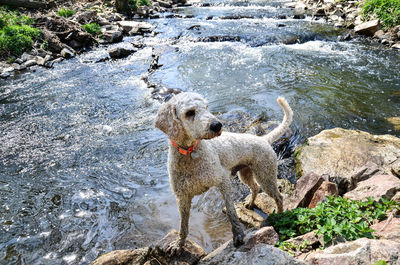 View of dog on rock