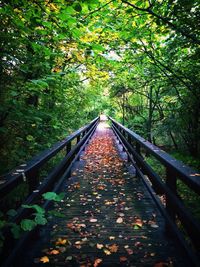 Footpath passing through forest