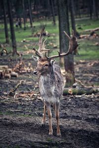 Deer standing in a forest