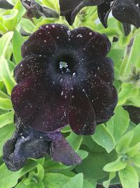 Close-up of wet flower blooming outdoors