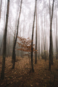 Trees in forest during autumn