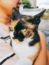 Close-up of cat sitting on hand