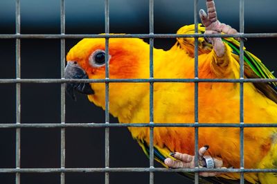 Close-up of parrot in cage