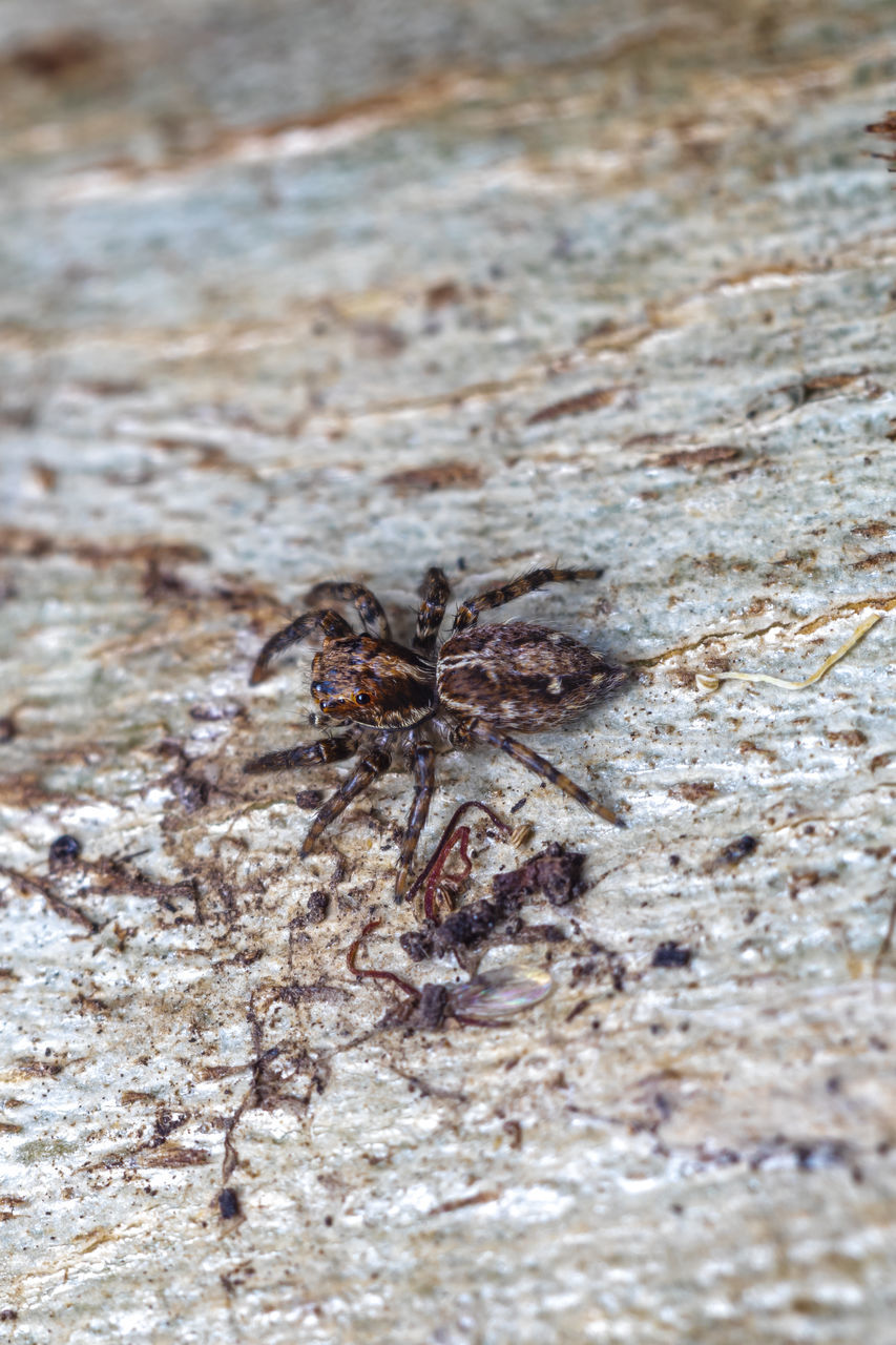 CLOSE-UP OF SPIDER ON WEB