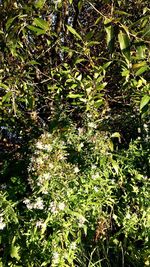 Plants and trees