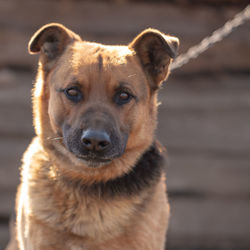 Portrait of dog looking at camera