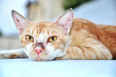 Close-up of cat resting