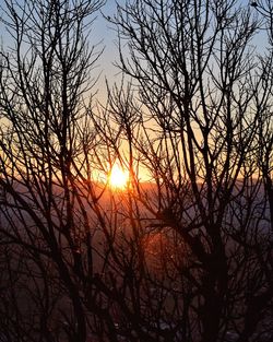 Silhouette of trees at sunset