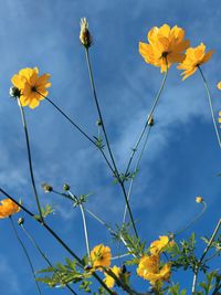 Low angle view of yellow flowering plants against sky