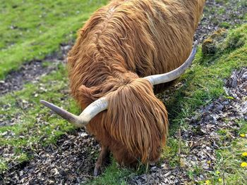 Highland cow grazing in a field.