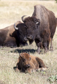 Buffalo lying on field