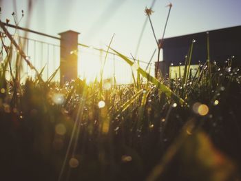 Close-up of wet grass against sky during sunset