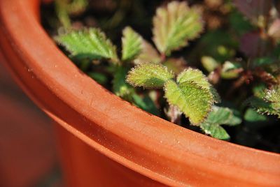 Close-up of raindrops on potted plant