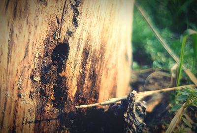 Close-up of lizard on tree trunk